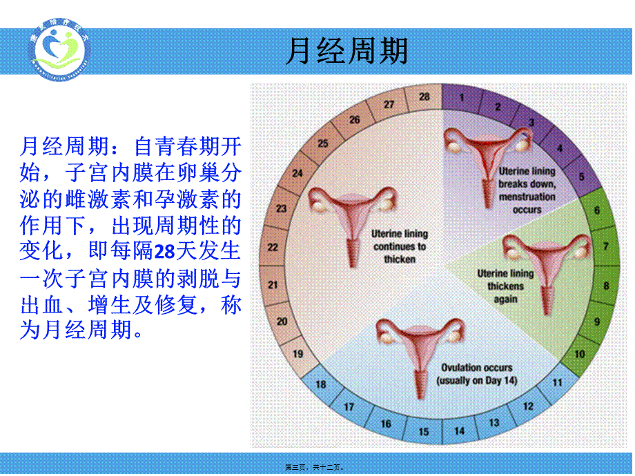 子宫内膜周期性变化(精).pptx_第3页