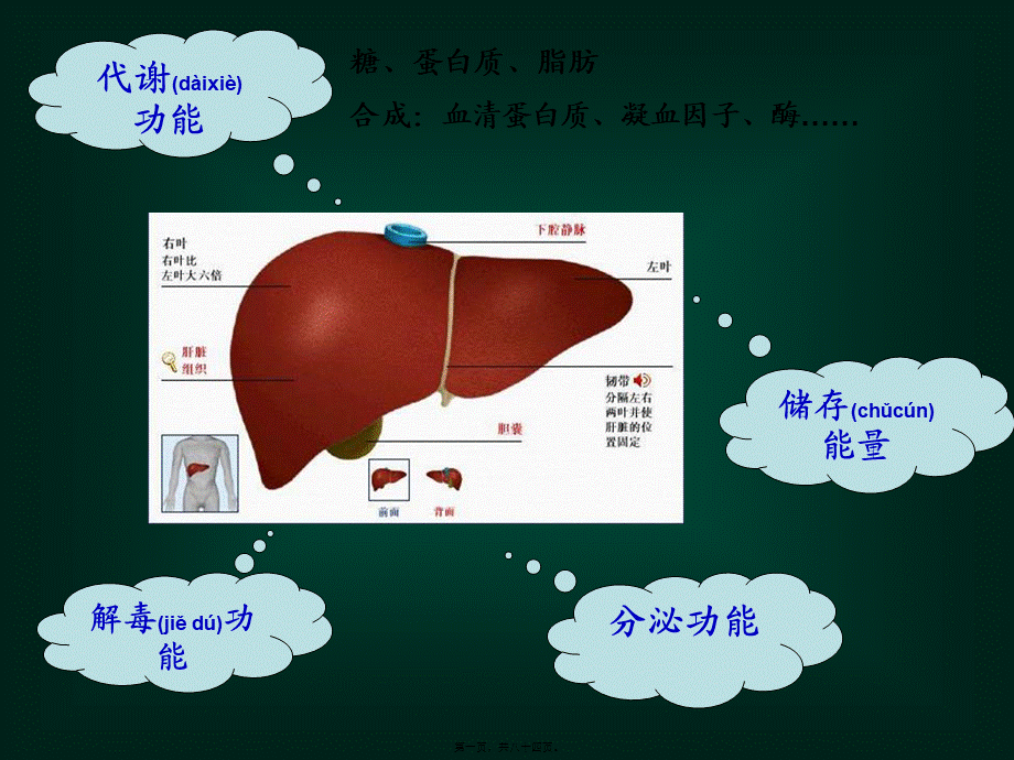 2022年医学专题—肝功能检查及粪便.ppt_第1页