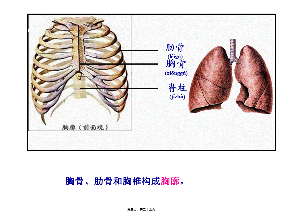 2022年医学专题—发生在肺内的气体交换.ppt(1).ppt_第3页