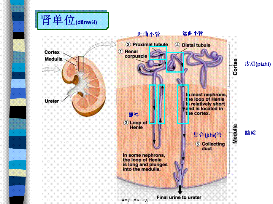 2022年医学专题—第二十二章-w-利尿药与脱水药.ppt_第3页