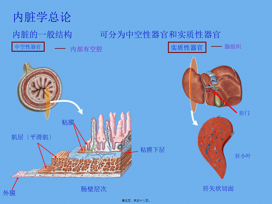 内脏总论、上消化道.pptx_第3页