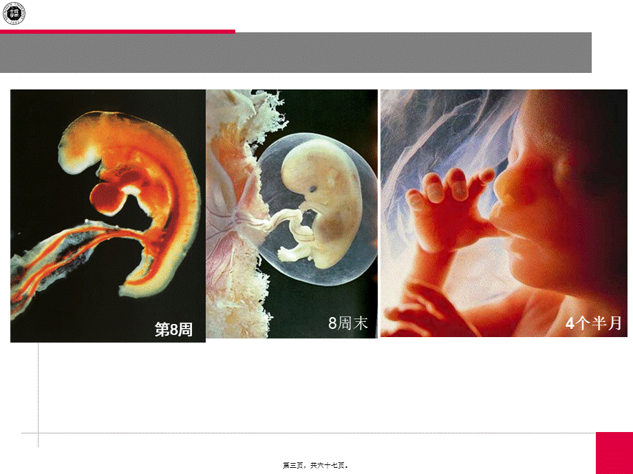 2022年医学专题—上课2(营养学基础)(精).ppt_第3页