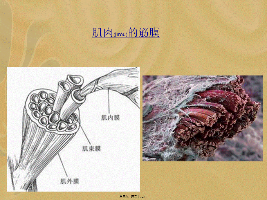 2022年医学专题—5.项背部疼痛及手法(1).ppt_第3页