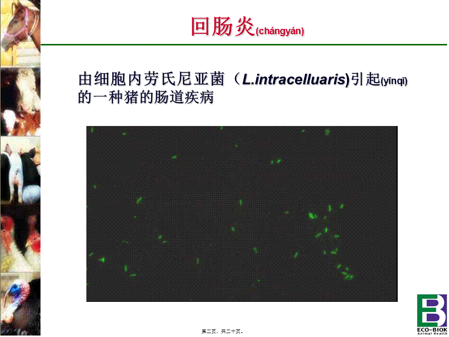 2022年医学专题—猪回肠炎---猪回肠炎简介(1).ppt_第2页