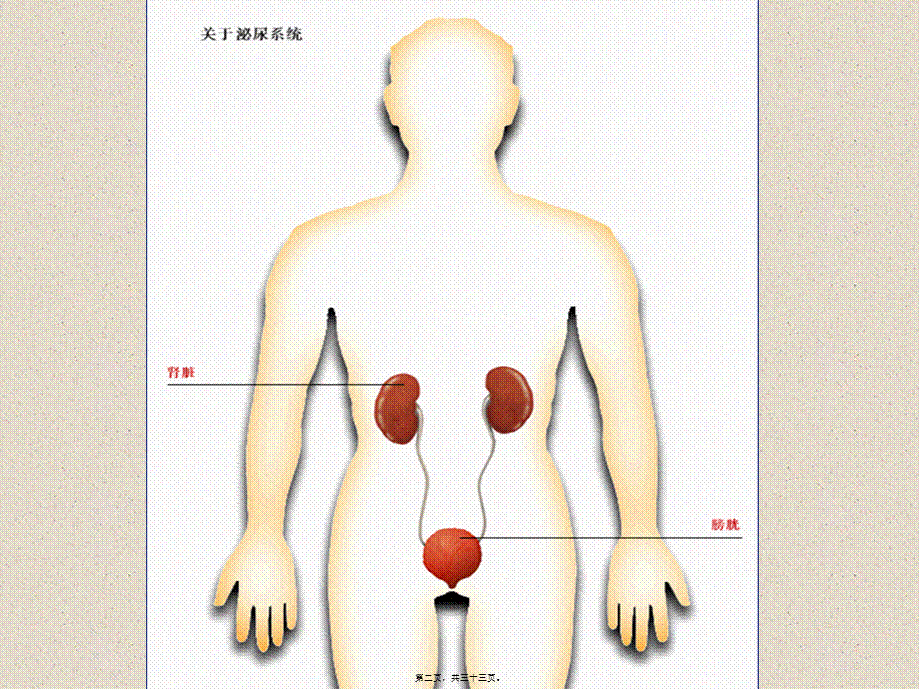 2022年医学专题—-泌尿系统2.ppt_第2页