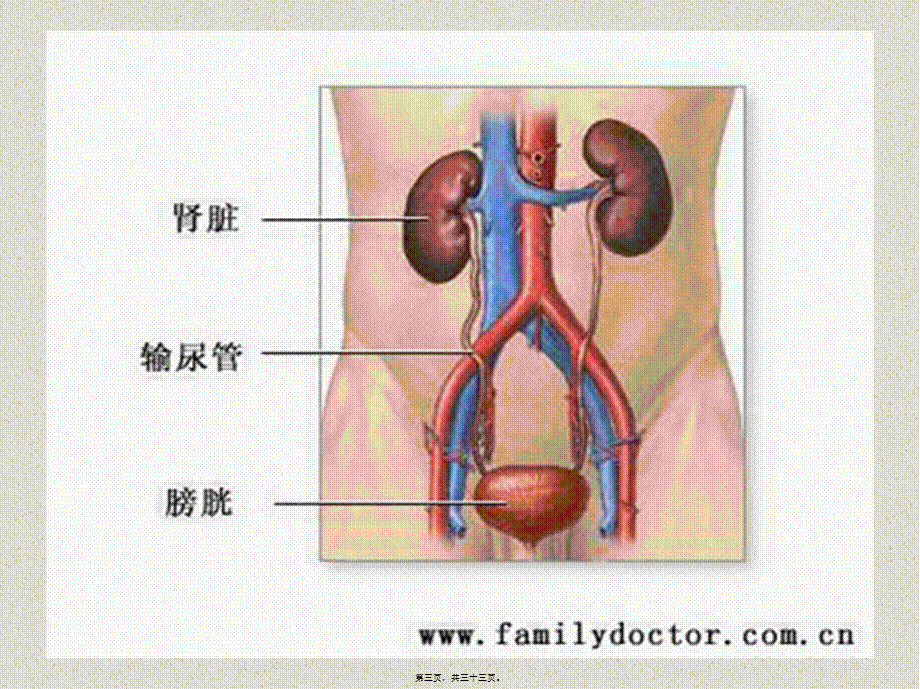 2022年医学专题—-泌尿系统2.ppt_第3页