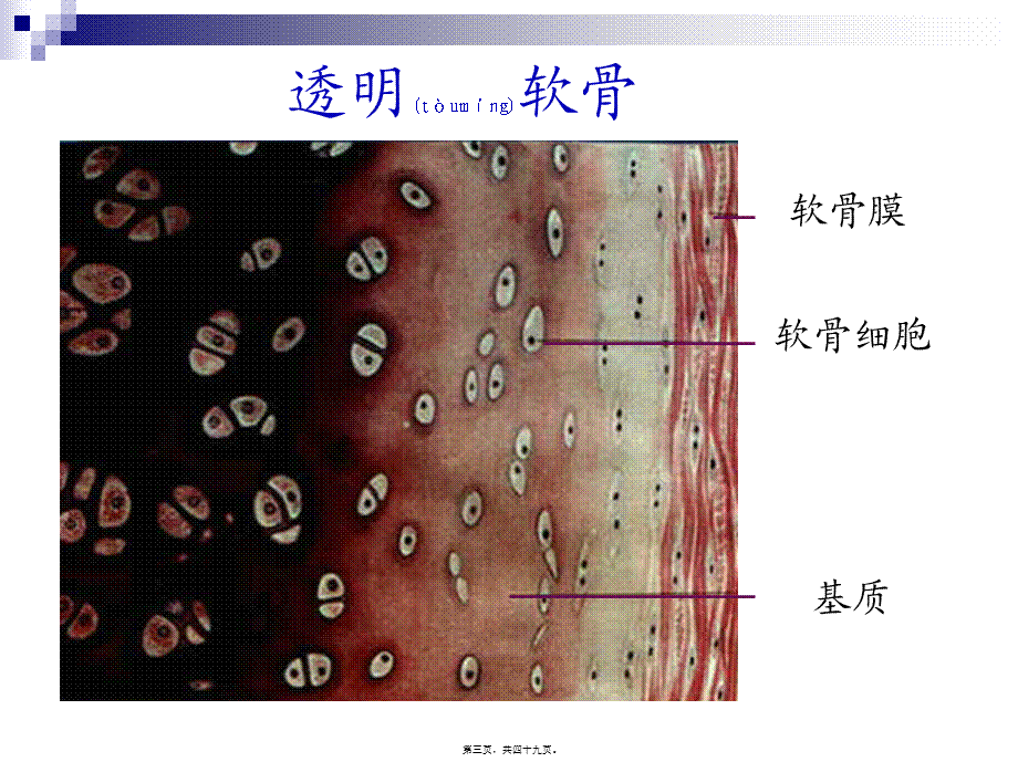 2022年医学专题—第三讲-软骨、骨、血液.ppt_第3页