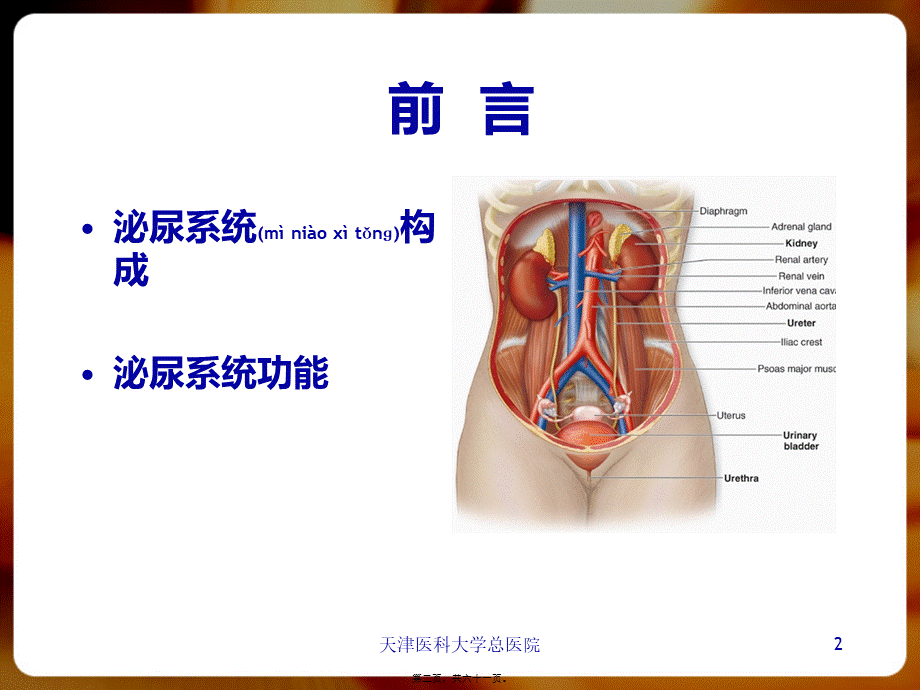 2022年医学专题—泌尿系统总论(1).pptx_第2页