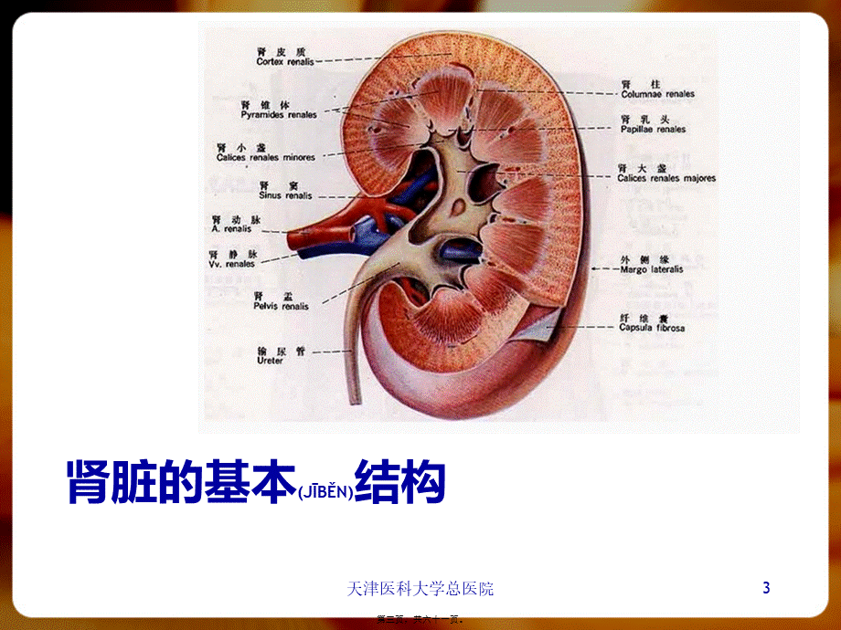 2022年医学专题—泌尿系统总论(1).pptx_第3页