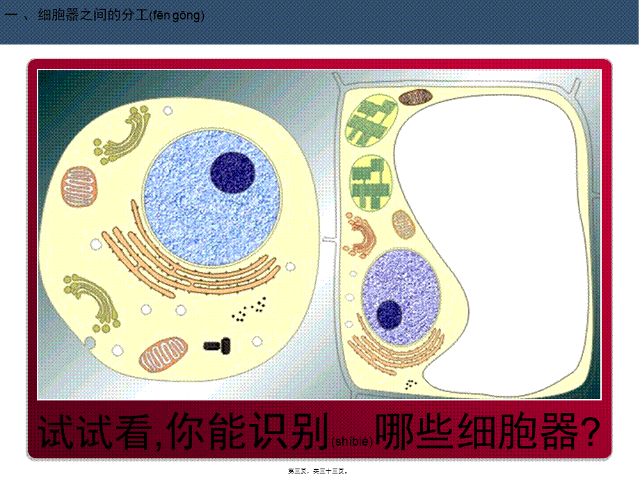 2022年医学专题—细胞器-系统内的合作分工.ppt_第3页