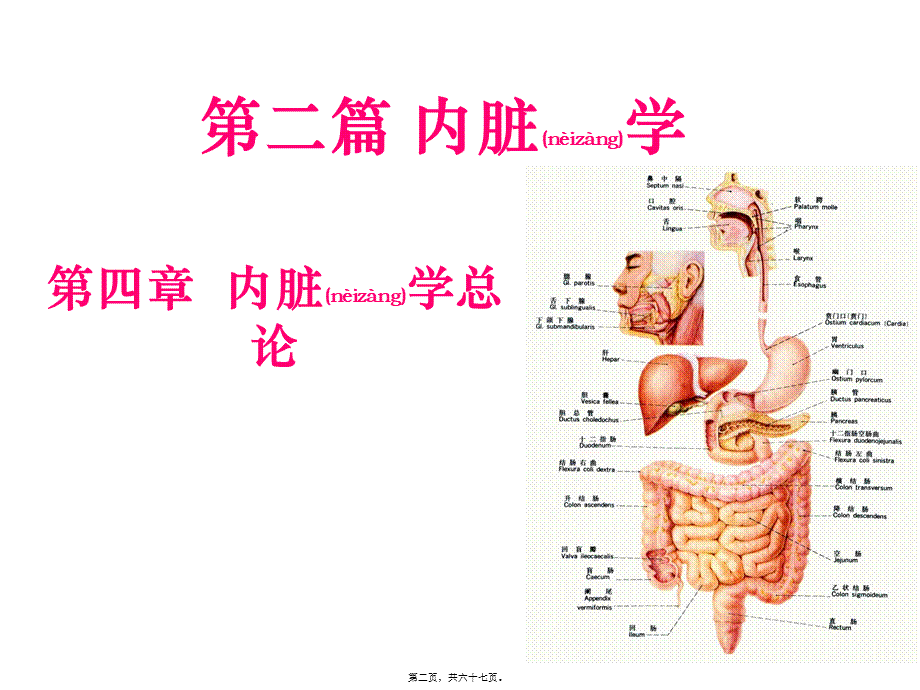 2022年医学专题—内脏总论呼吸系统.ppt_第2页