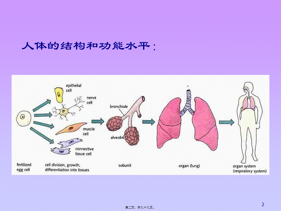 动物的细胞和组织.pptx_第2页