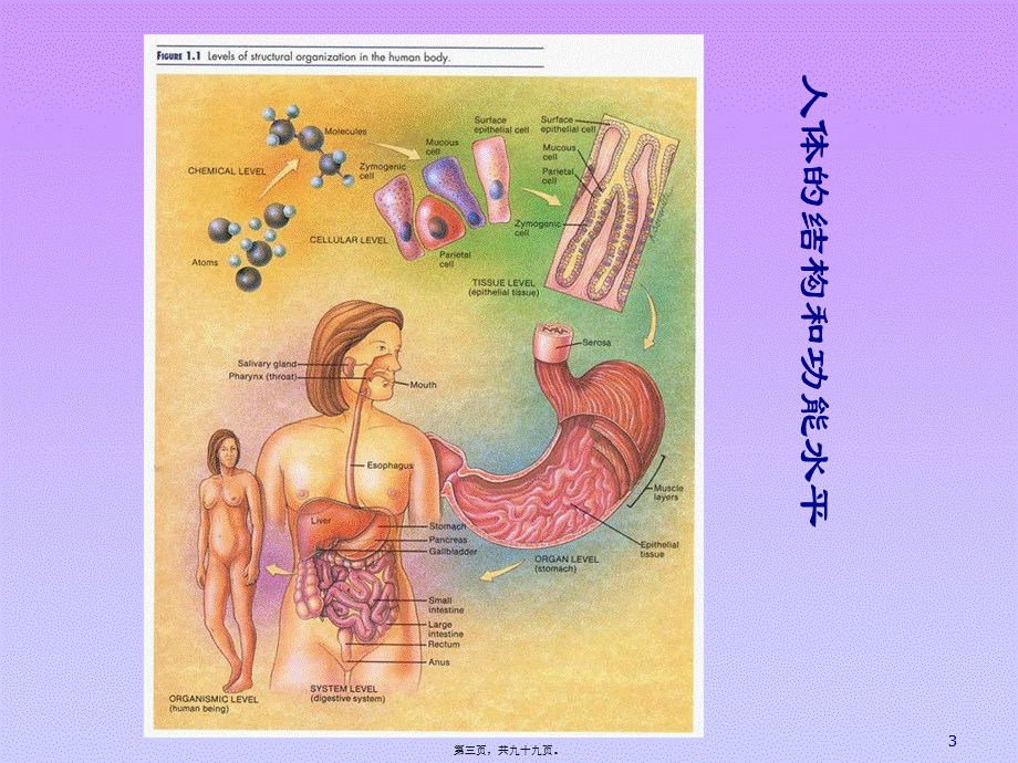 动物的细胞和组织.pptx_第3页