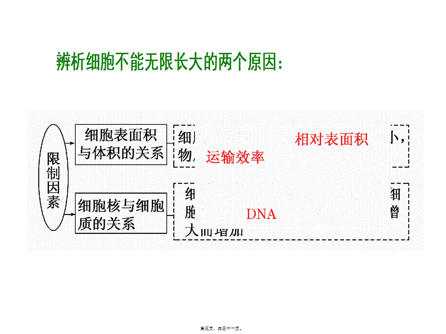 2022年医学专题—细胞分裂二轮复习.ppt_第3页