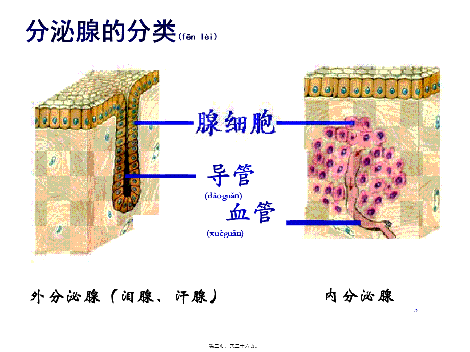 2022年医学专题—内分泌系统与体液调节(一).ppt_第3页