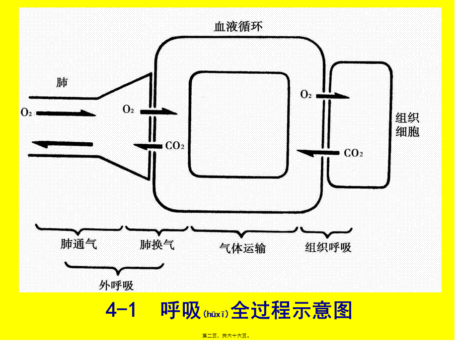 2022年医学专题—第六章呼吸生理(1).ppt_第2页