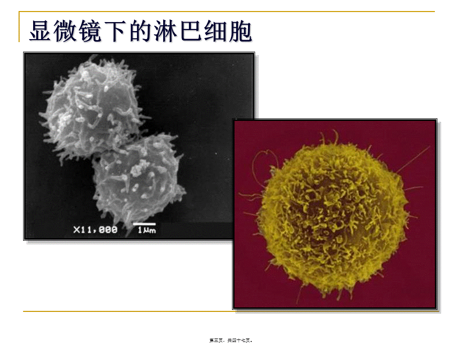 2022年医学专题—第六章-白细胞分化抗原和粘附分子.(1).ppt_第3页