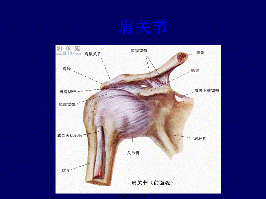 2022年医学专题—肩关节(1).ppt_第3页