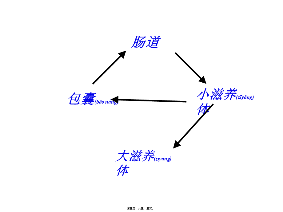 2022年医学专题—抗阿米巴虫驱肠虫药(1).ppt_第3页