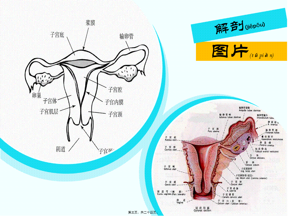 2022年医学专题—腹腔镜辅助下阴式全子宫切除术.ppt_第3页