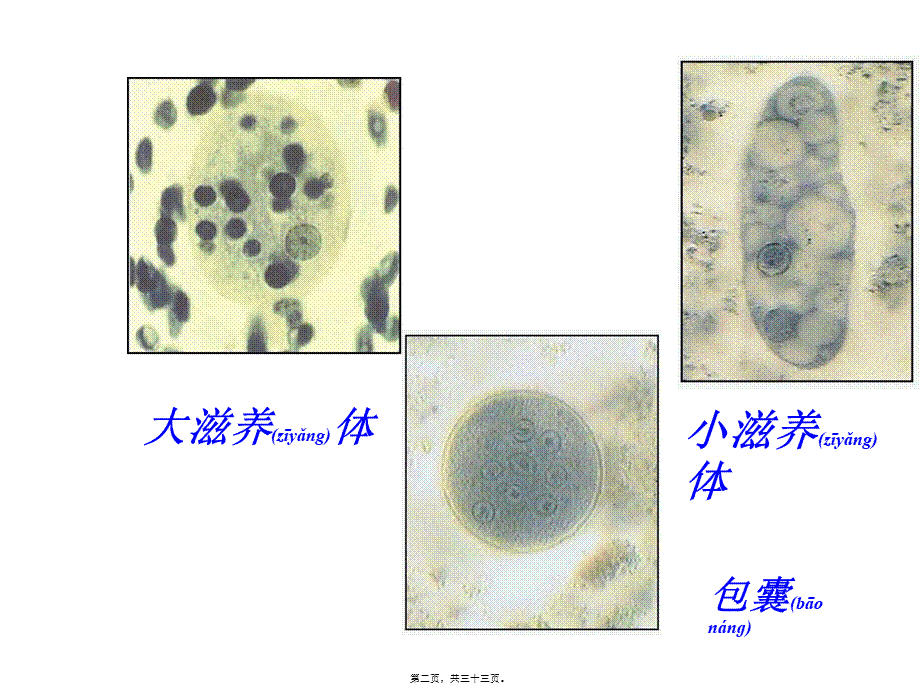 2022年医学专题—[所有分类]抗阿米巴虫驱肠虫药.ppt_第2页