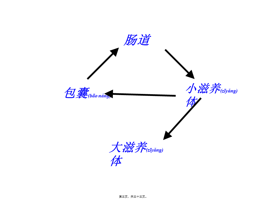 2022年医学专题—[所有分类]抗阿米巴虫驱肠虫药.ppt_第3页