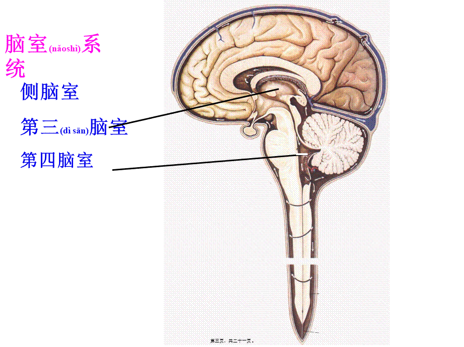 2022年医学专题—脑室系统和脑脊液循环.ppt_第3页