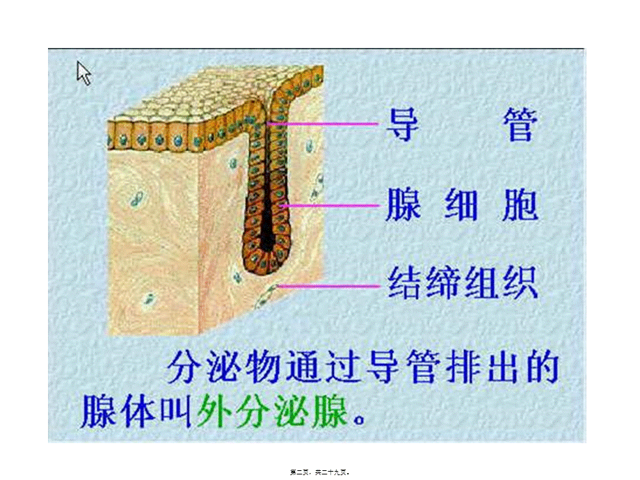 2022年医学专题—内分泌腺和外分泌腺.ppt_第2页