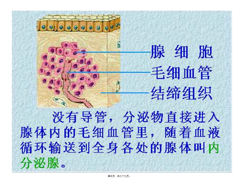 2022年医学专题—内分泌腺和外分泌腺.ppt_第3页