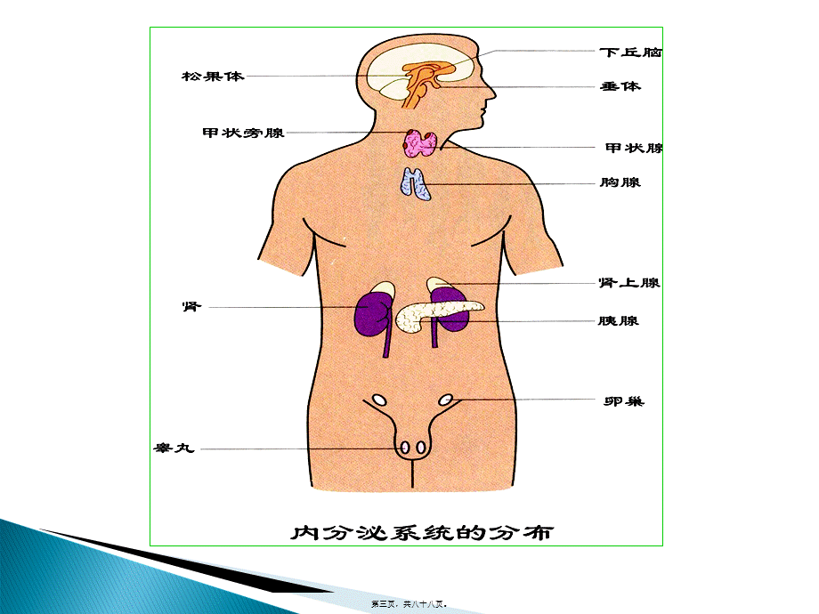 2022年医学专题—.-内分泌.ppt_第3页