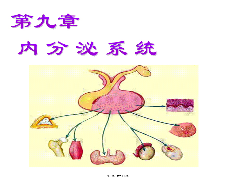 2022年医学专题—第九章--内分泌系统学生(1).ppt_第1页