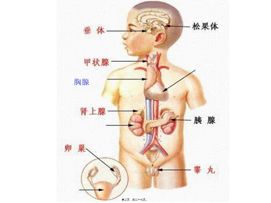 2022年医学专题—第九章--内分泌系统学生(1).ppt_第2页