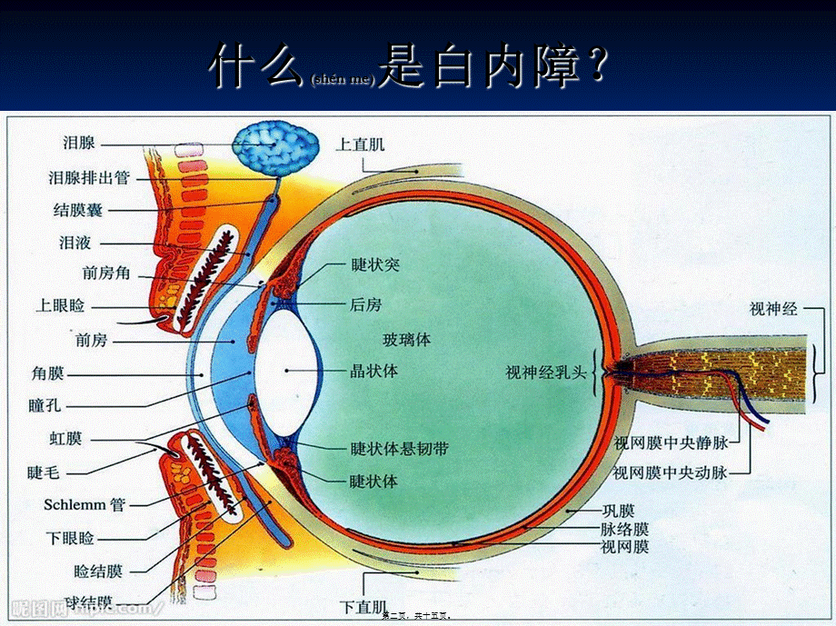 2022年医学专题—白内障宣教(1).ppt_第2页