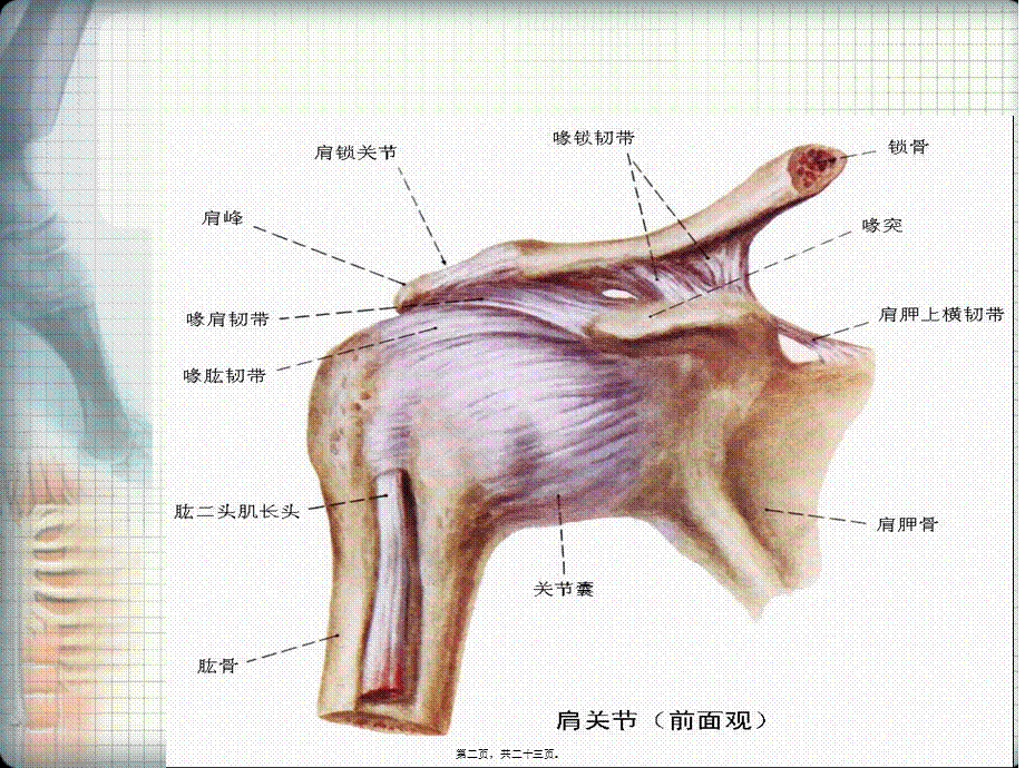 2022年医学专题—偏瘫性肩痛(1).ppt_第2页