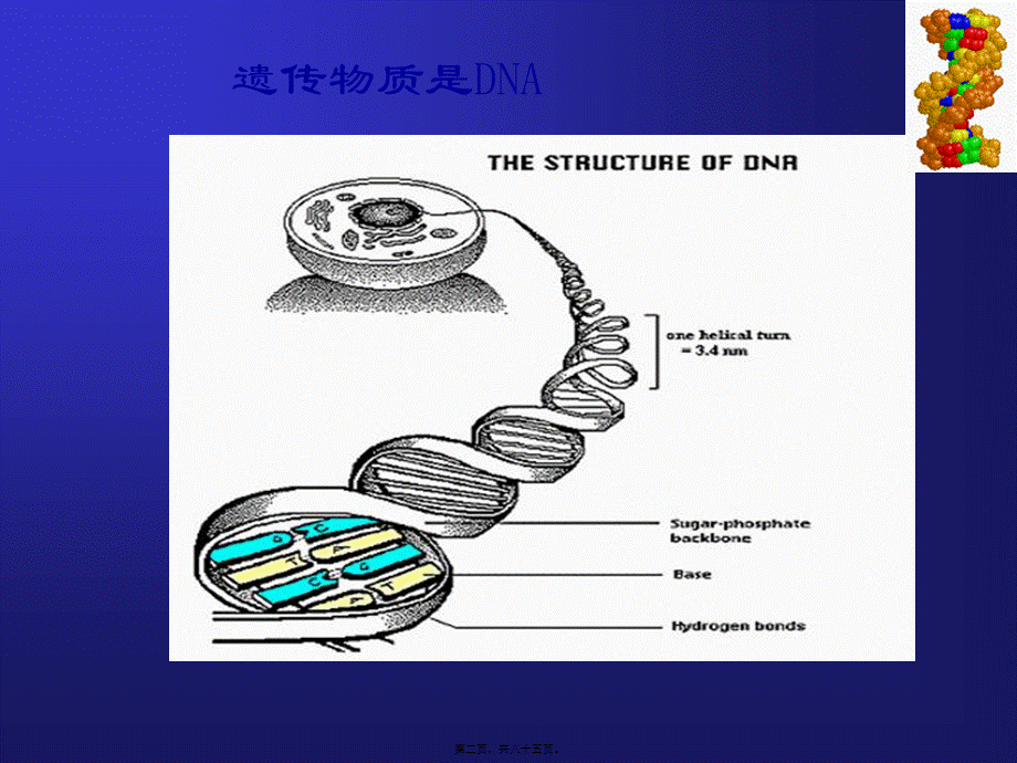 2022年医学专题—细菌的遗传变异-8.ppt_第2页