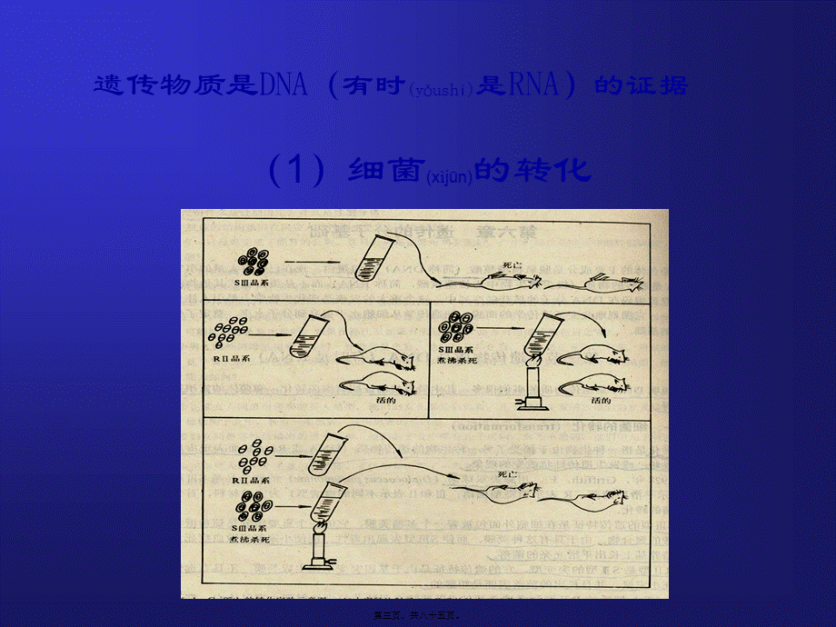 2022年医学专题—细菌的遗传变异-8.ppt_第3页