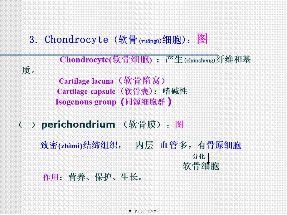 2022年医学专题—组织胚胎学8.软骨与骨(1).ppt_第3页