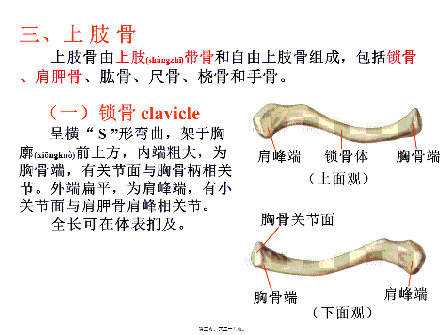 2022年医学专题—上肢骨及其连结(1).ppt_第3页