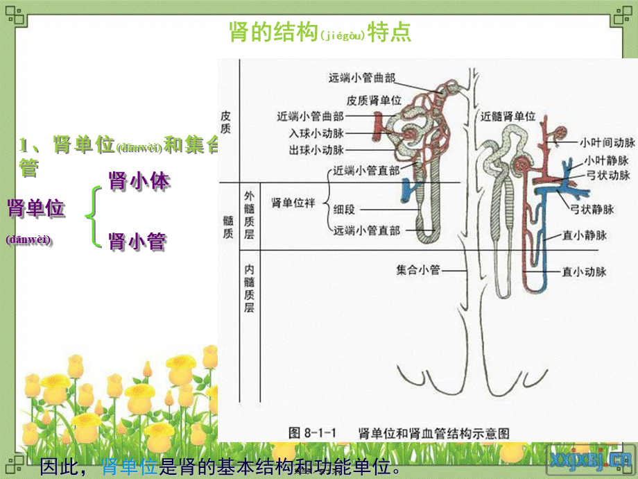 2022年医学专题—电学屏障带负电的糖蛋白排斥带负电的血浆蛋白(1).ppt_第3页