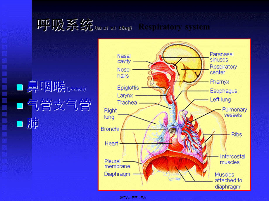 2022年医学专题—呼吸系统--组织学与胚胎学(1).ppt_第2页