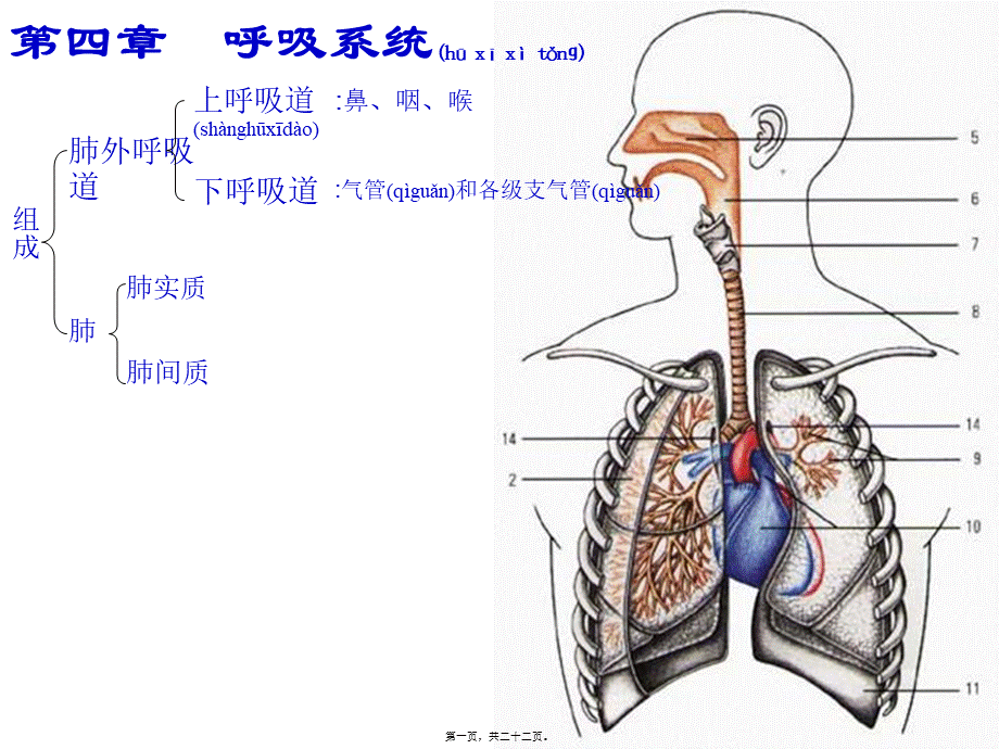 2022年医学专题—呼吸系统-肺外呼吸道(1).ppt_第1页