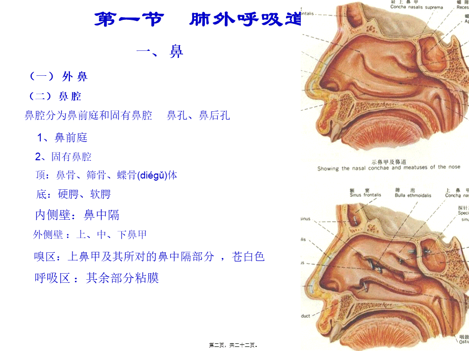 2022年医学专题—呼吸系统-肺外呼吸道(1).ppt_第2页