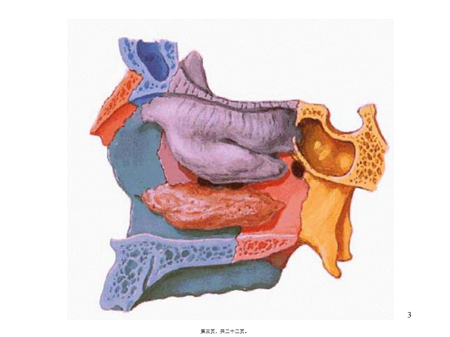 2022年医学专题—呼吸系统-肺外呼吸道(1).ppt_第3页