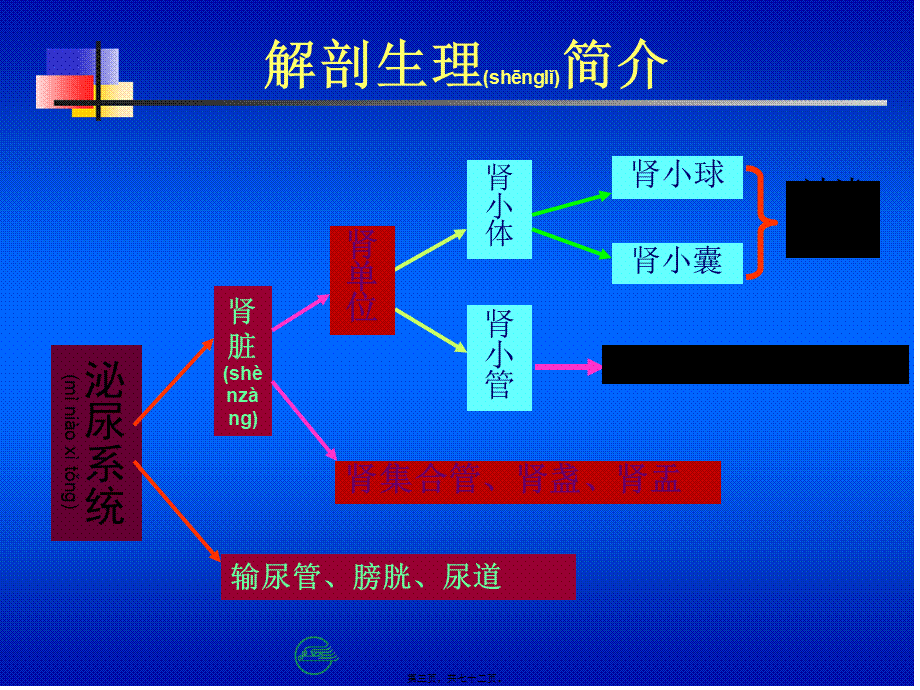 2022年医学专题—第十五节-泌尿系统.ppt_第3页