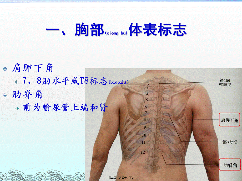 2022年医学专题—胸部体格检查-整理版(1).ppt_第3页