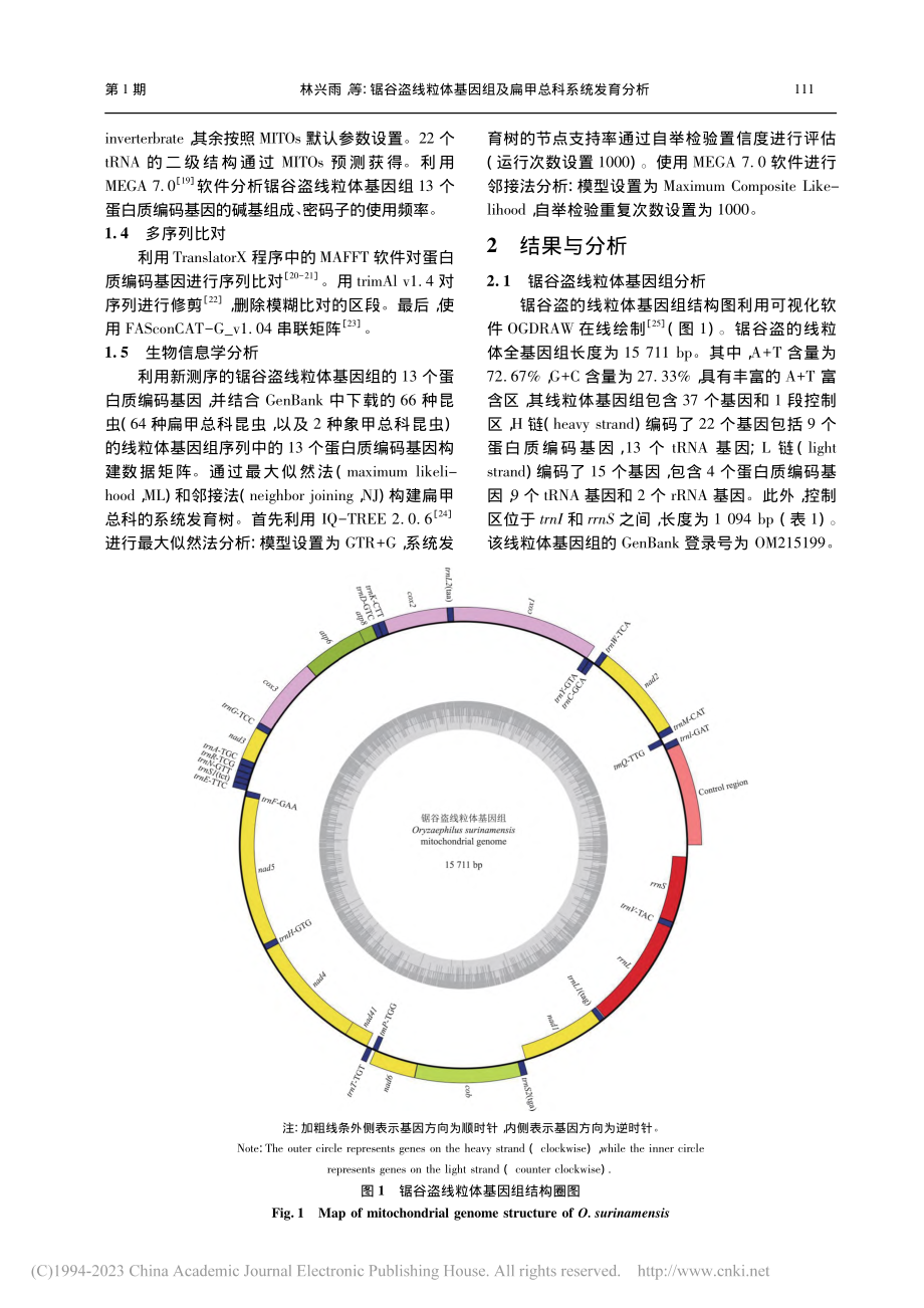 锯谷盗线粒体基因组及扁甲总科系统发育分析_林兴雨.pdf_第3页