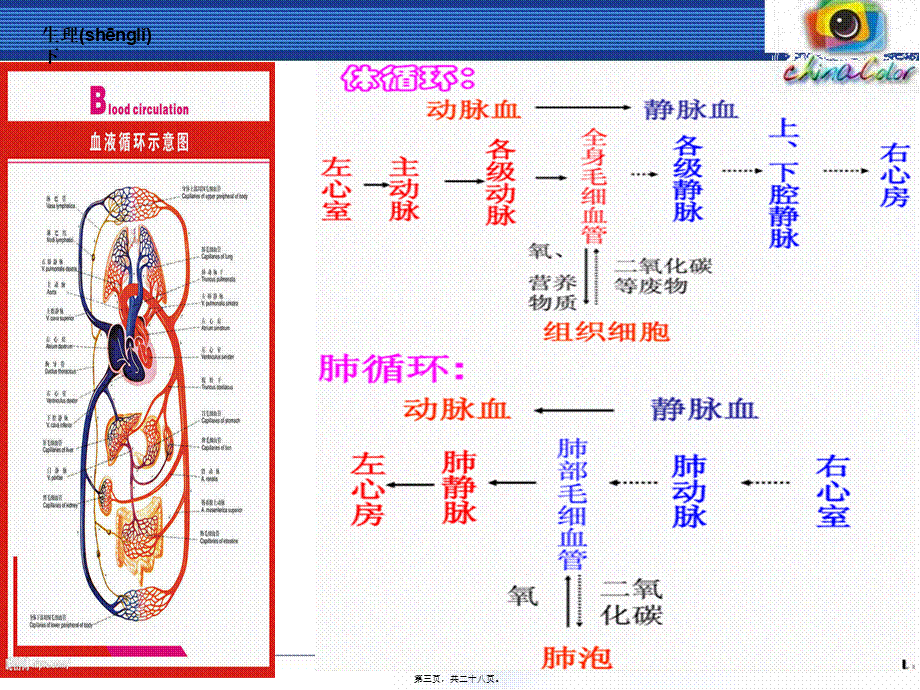 2022年医学专题—放血排瘀疗法讲义..ppt_第3页