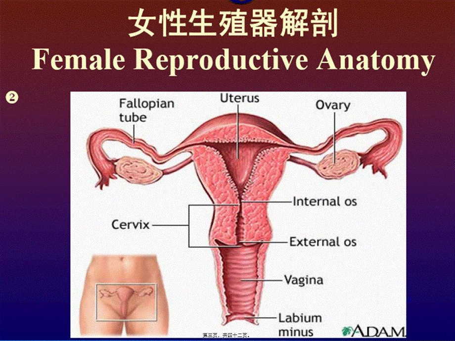 2022年医学专题—妇科小手术.ppt_第3页