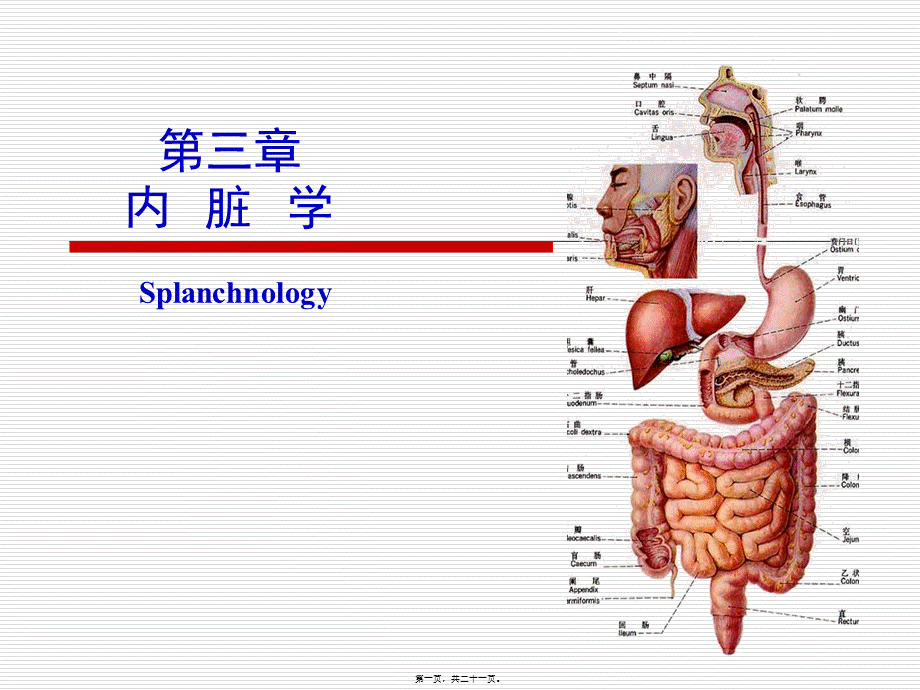 2022年医学专题—第三章--内脏学.ppt_第1页