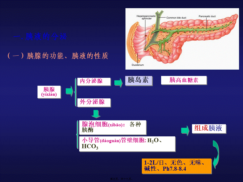 2022年医学专题—第四节--小肠内消化.ppt_第3页